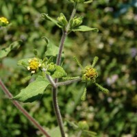 Sigesbeckia orientalis L.